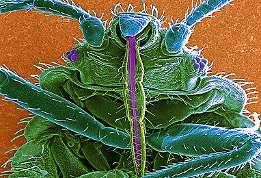 《绿林侠盗：亡命之徒与传奇》第一季：Samhain现已上线，9月5日前可在Steam上免费畅玩